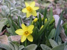 Daffodils 