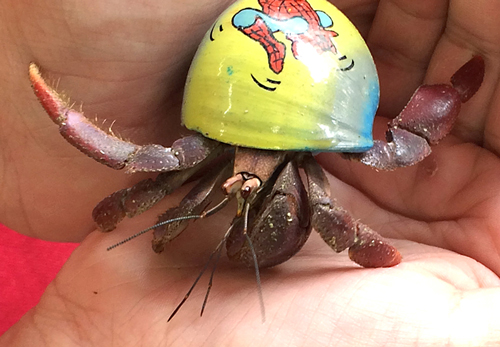 What are hermit crab facts for kids?