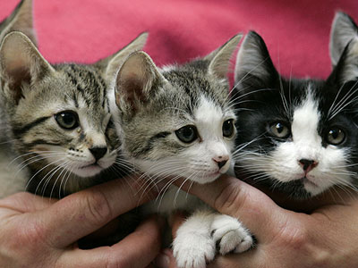 Albert Einstein Medical Center is among only nine of 201 accredited pediatric residency programs in the U.S. that still use ferrets, kittens or cats to teach endotracheal intubation. (AP Photo/Elaine Thompson)