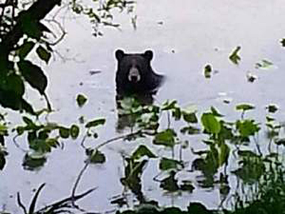 This photo, courtesy of Moorestown police, shows a black bear in Strawbridge Lake earlier this week. A black bear has been roaming the area lately and is now believed to be treed in Delran Thursday morning.