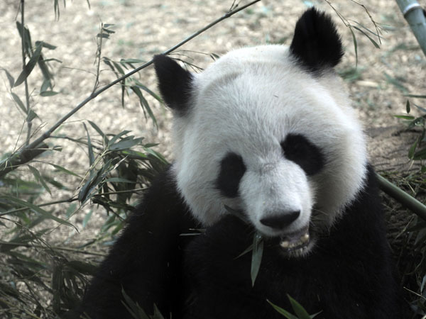 Everything you need now that the National Zoo's Panda Cam has gone dark