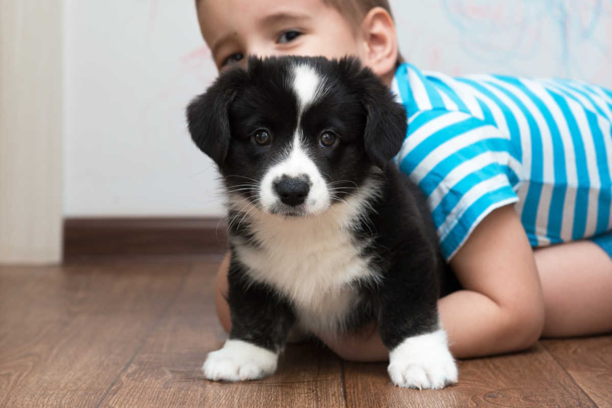 How to help a nervous child learn to love dogs or at least not fear