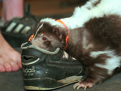 Avalon, N.J.&acute;s mayor Martin Pagliughi estimates that, over the past two summers, more than 150 skunk calls have come in to the borough police department. Neighboring Stone Harbor fields about the same volume. (AP Photo/Craig Line) (AP Photo/Craig Line)