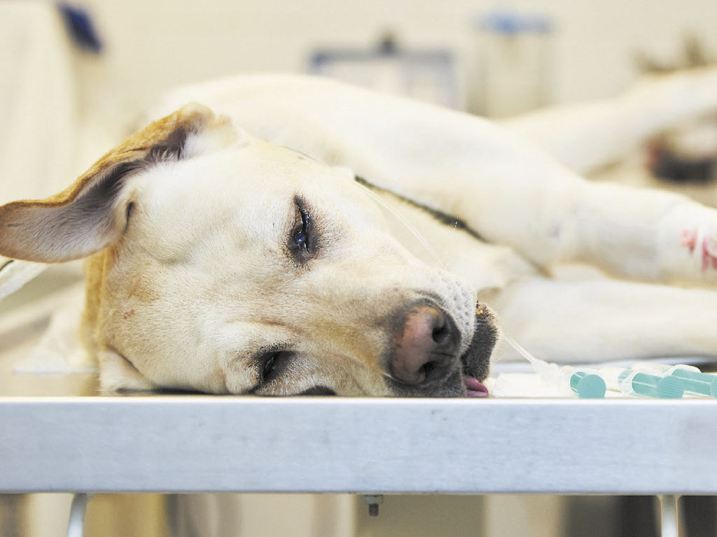 Bromethalin Dog Vitamin K informacionpublica.svet.gob.gt