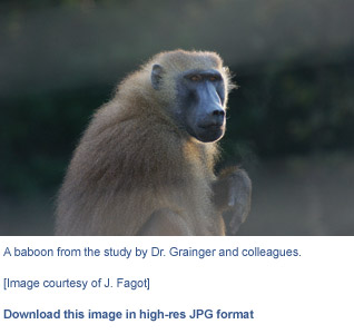 tool baboon