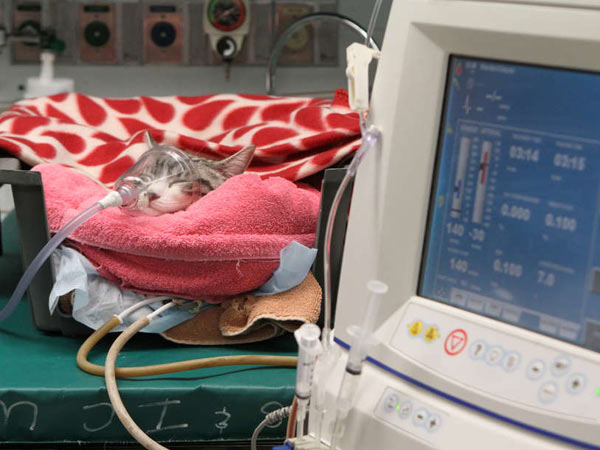 is there kidney dialysis for dogs