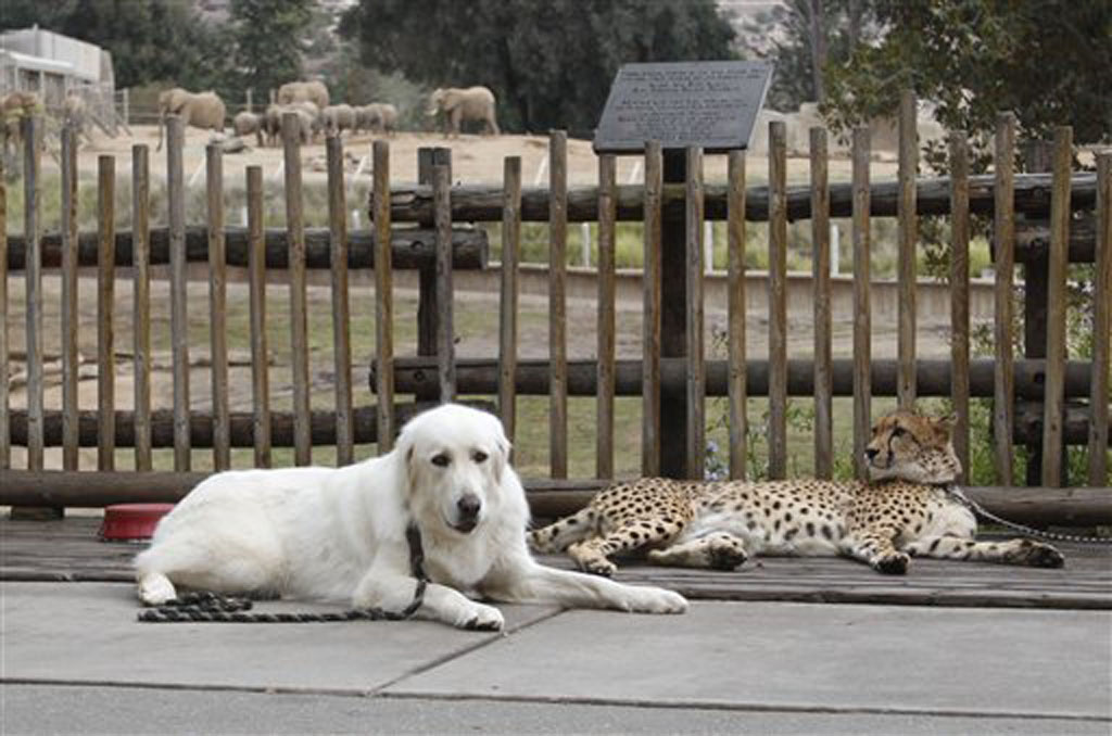 Are cheetahs scared of dogs?