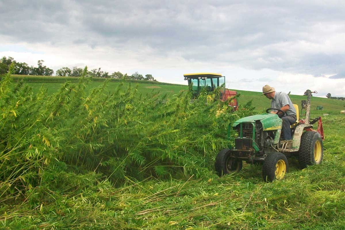 Pa.'s once vast hemp harvest reemerges from the weeds - Philly