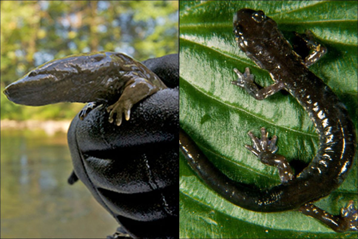 Seriously? Battle looms over Pa. state amphibian: Hellbender vs. Wehrle