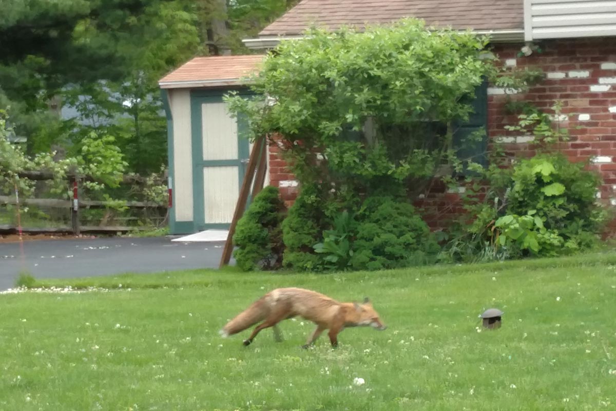 Police Red foxes causing trouble in Bucks neighborhoods Philly