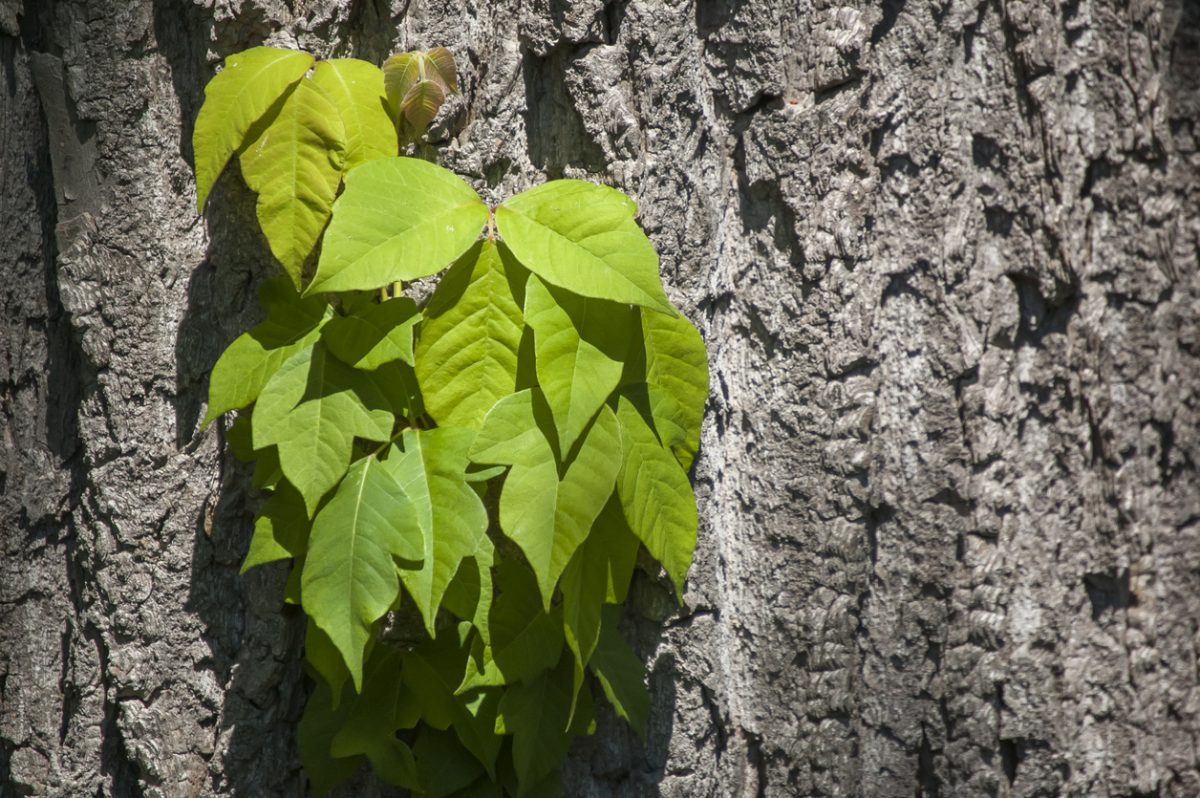 Q A: How do I know if I have poison ivy? Philly