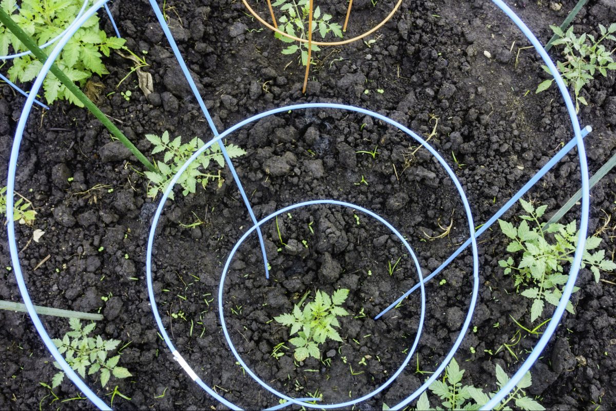 High angle view of a tomato plant. Potato beetles will even eat tomatoes. (iStockphoto) 