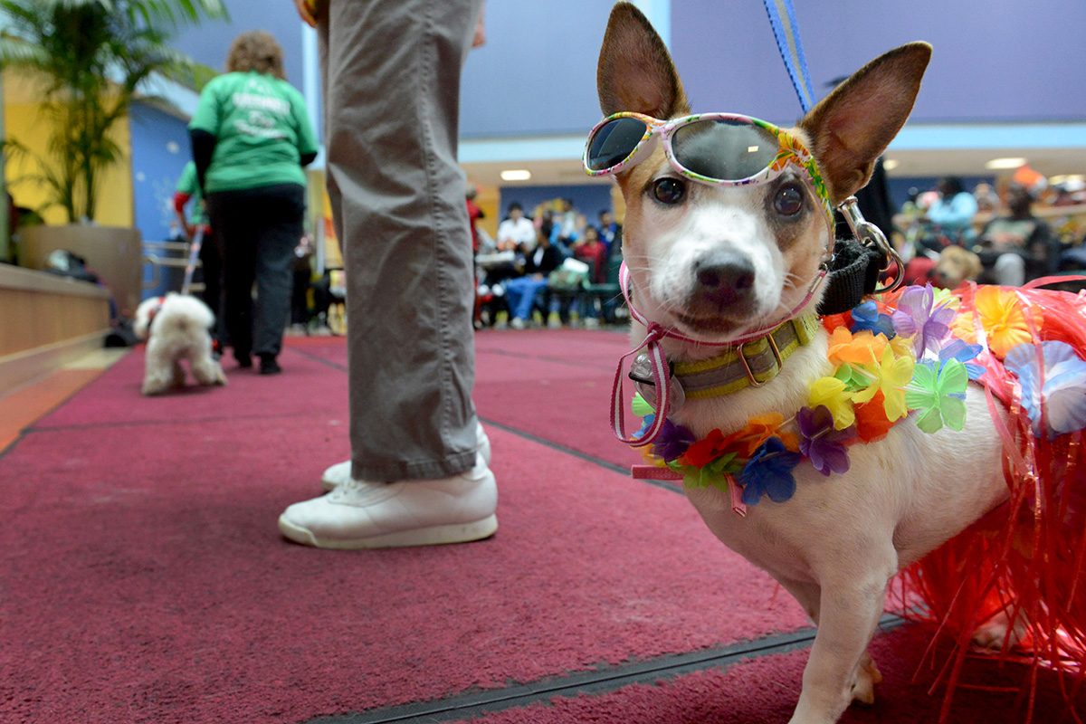 “Abigail” a Jack Russell therapy dog, at Children’s Hospital dog parade and Halloween celebration in Washington, D.C., in 2012. 