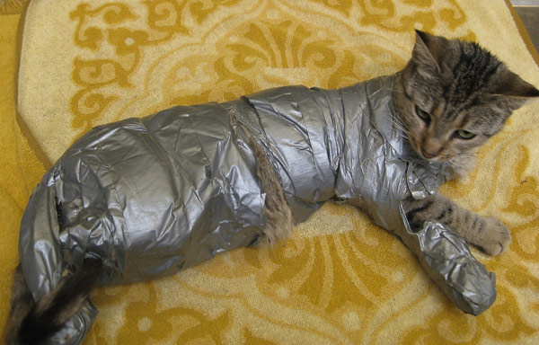 duct_tape_cat_600.jpg