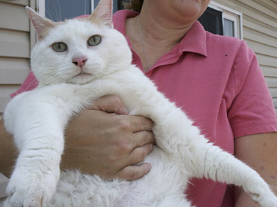 A 44-pound cat needs a new home in New Jersey