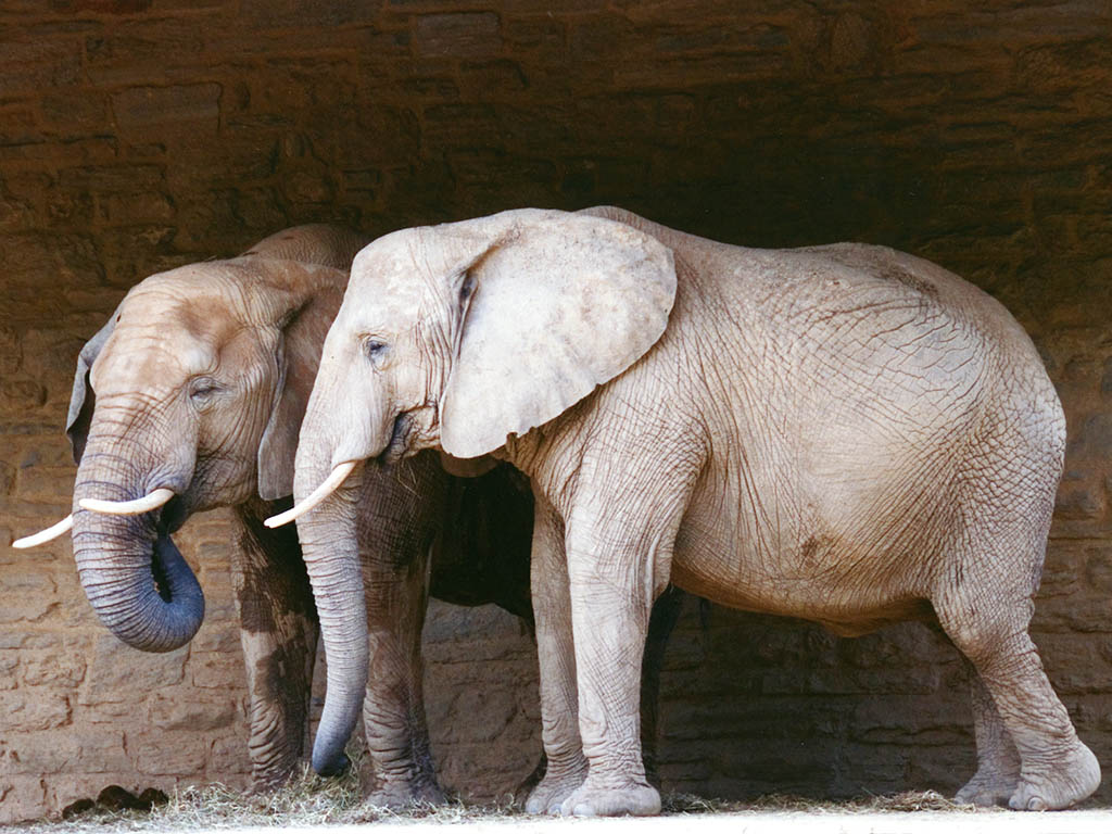 Does the Philadelphia Zoo Have Elephants  