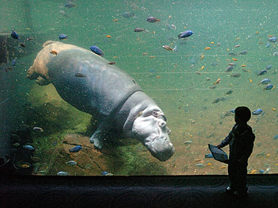 Phillies Excitement Bubbles At Camden's Adventure Aquarium: See Photos