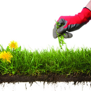 Image courtesy istockphoto