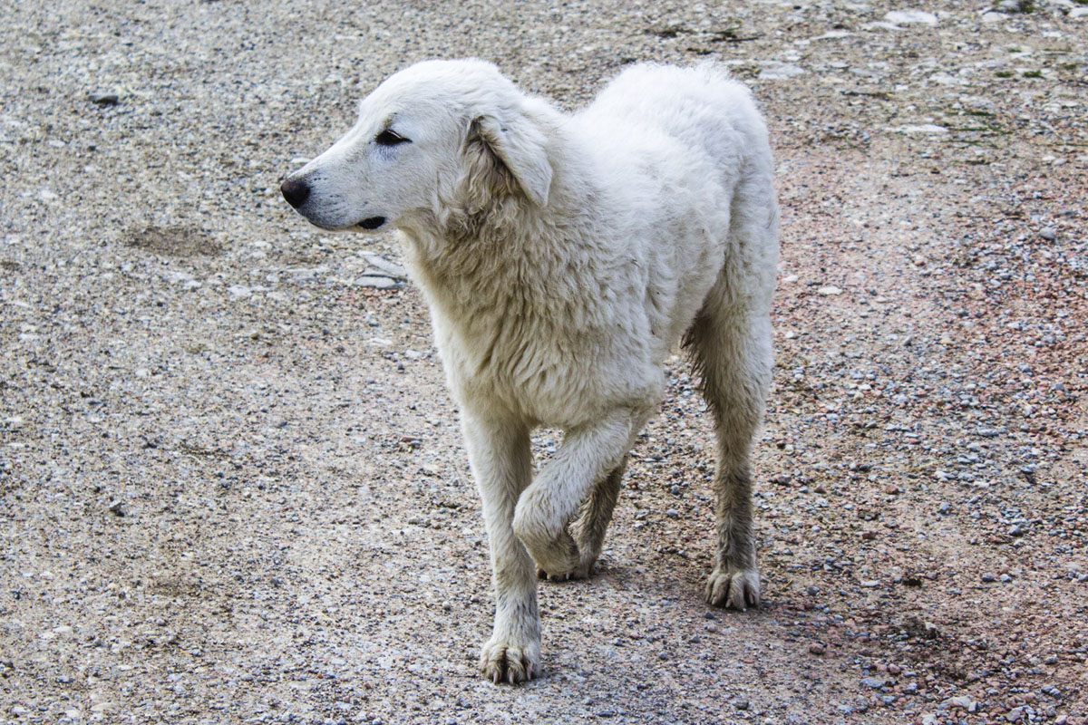 A limping pet needs a visit to the vet Philly