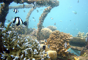 Tropical fish swim around coral formations in Pemuteran Bay, off the island of Bali, Indonesia. Architect Wolf Hilbertz and scientist Thomas Goreau designed a system to reattach and strengthen ailing coral with electricity. (Photograph by Wolf Hilbertz /AP) 