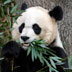 AS ZOO GRIEVES FOR PANDA, LIVER ABNORMALITIES FOUND
