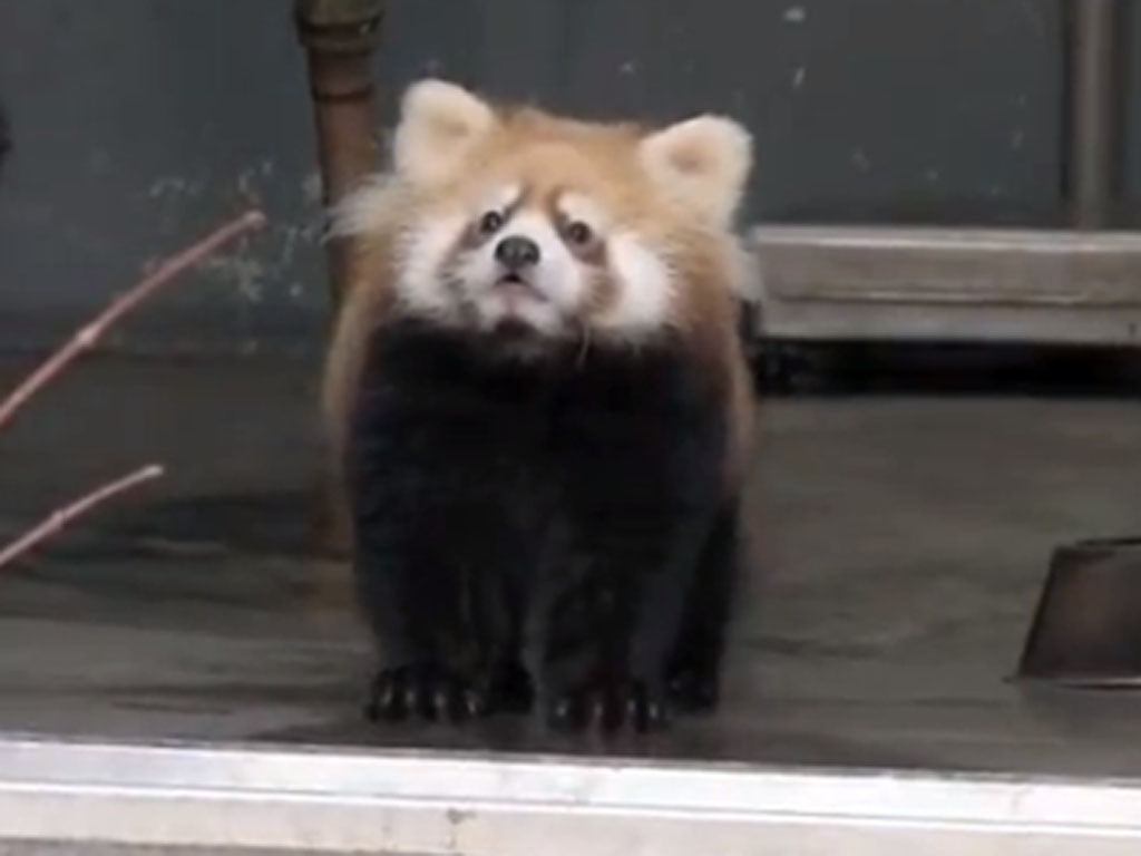 scared red panda
