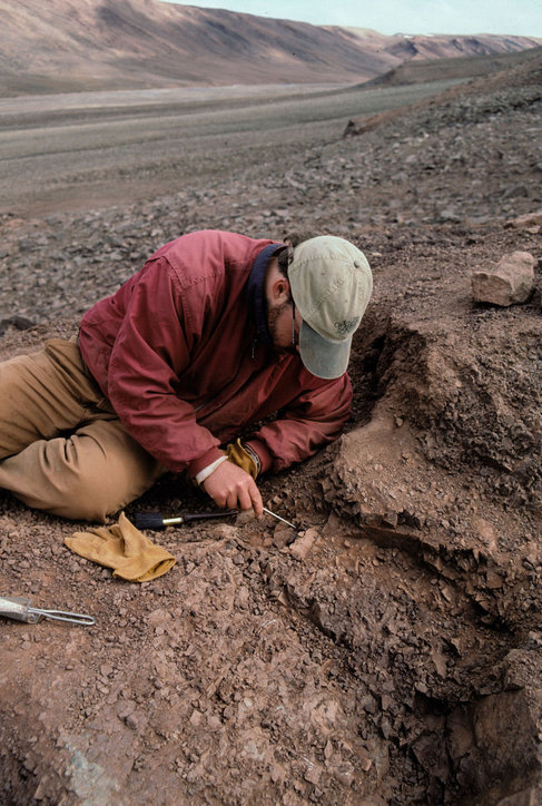 Devonian Fish Fossils