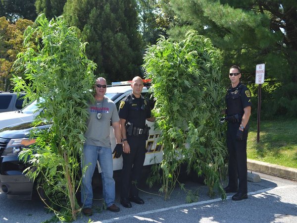 Police: Pot plants bloom large in Delco - Philly.com