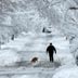 Tom Duffin (cq) takes his six month old golden retreiver Georgie Girl (cq) out for a morning walk under a canopy of fresh snow in Haddonfield Jan. 27, 2011. ( Tom Gralish / Staff Photographer ) EDITORS NOTE: JSNOW28aTG  THUR 1/27/2011 The massive winter storm that dumped more than a foot of heavy snow on Philadelphia and the surrounding region has departed, leaving a winter wonderland and near paralysis in its path.