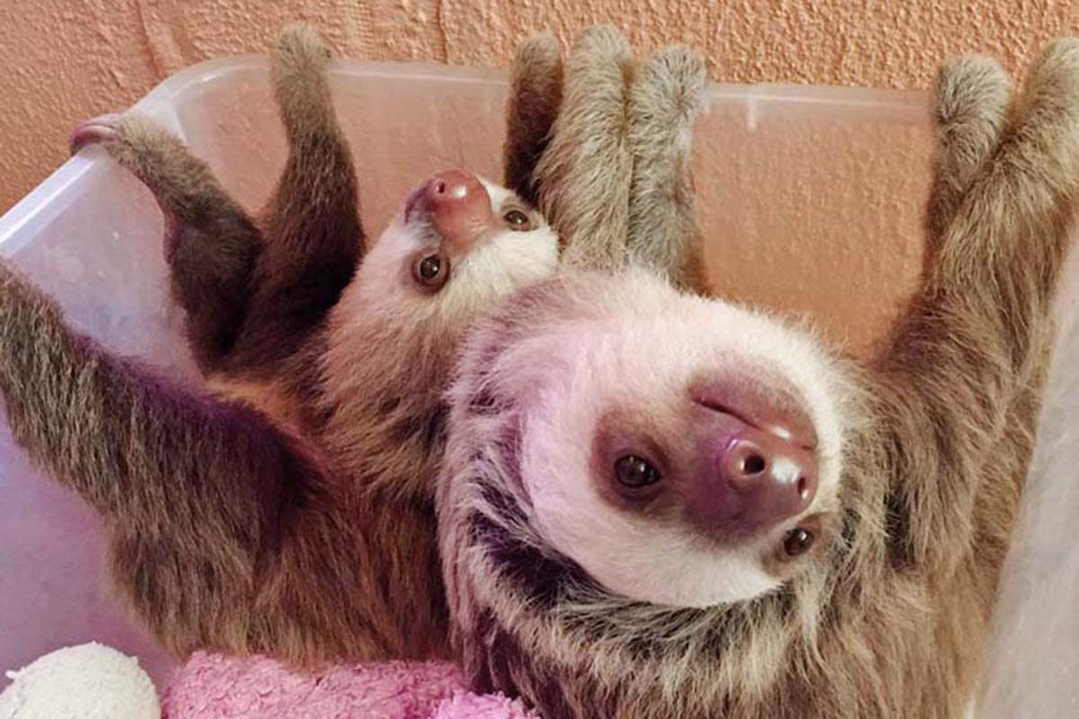 baby sloths cuddling