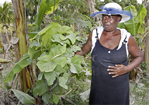 <br />Immacula Jean, 70, a "manbo", or medicine woman, holds onto a Jatropha plant near her home north of St. Marc, Haiti, in the Artibonite Valley, April 13, 2008. (John Vanbeekum/Miami Herald/MCT)