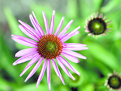 Echinacea purpurea &acute;Pica Bella&acute; in bloom at Mount Cuba. ( Bonnie Weller / Staff photographer)