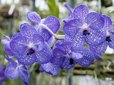 Vanda Roongprak Blue (Akira Suwa / Staff Photographer )