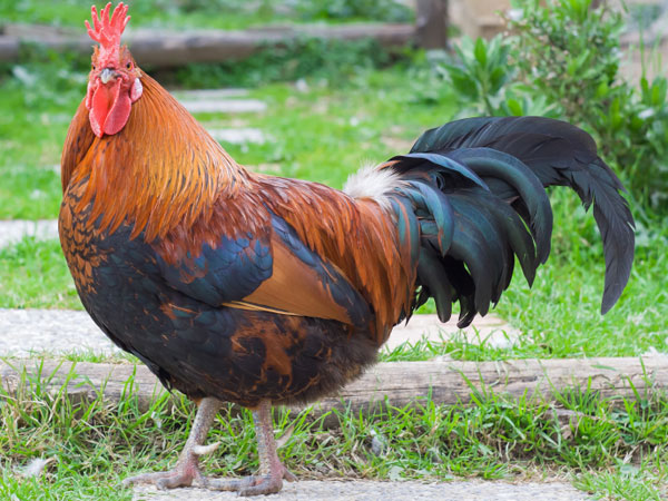 Gene-modified roosters lack macho virility - Philly