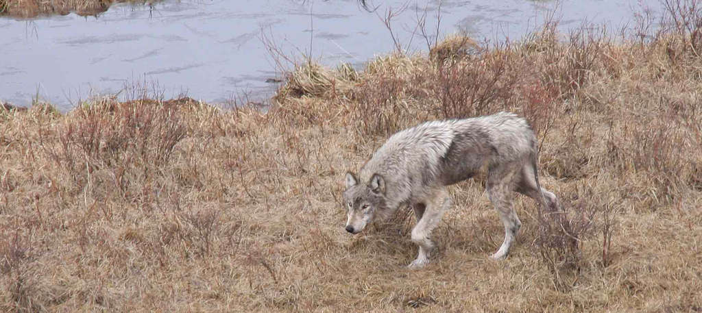 What Is Mange In Wolves