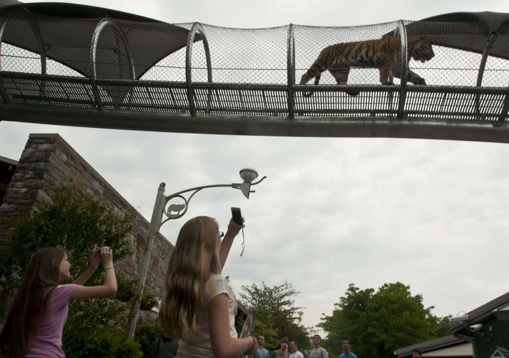 Philadelphia Zoo Camel Rides The Super Hectic Life Of A Pennsylvania
