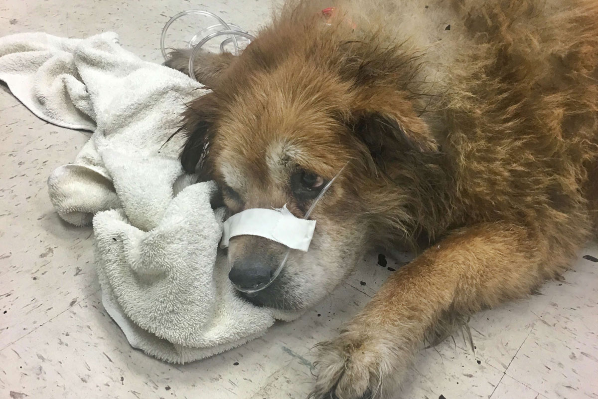 Che hailed as hero dog for Port Richmond fire alert, protecting owner