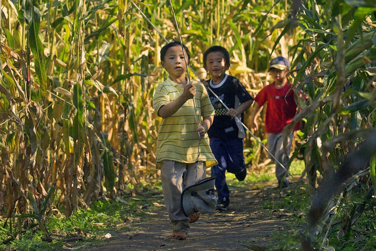 6 Philly-area corn mazes to get lost in