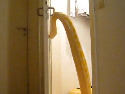 VIDEO: Giant snake can open doors, so the end is nigh - Philly