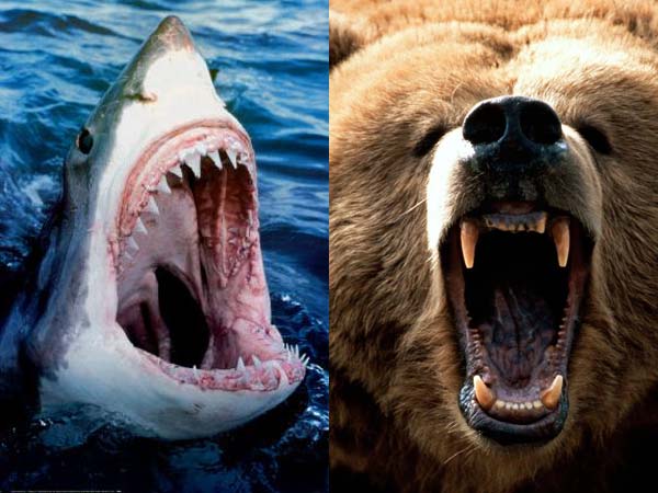 Poll: People think a bear would beat a shark in a fight - Philly