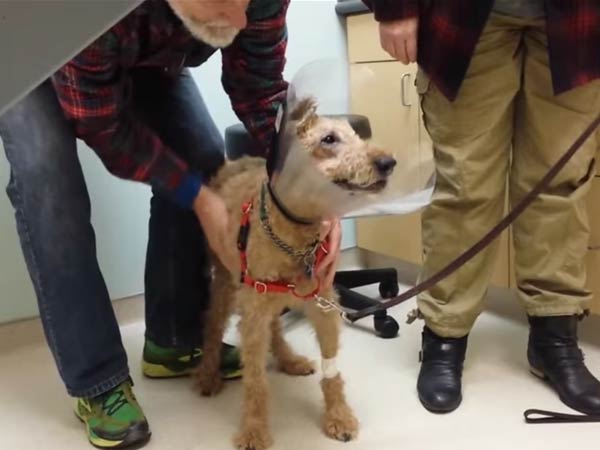 Irish Terrier regains eyesight and sees family for first time - Philly