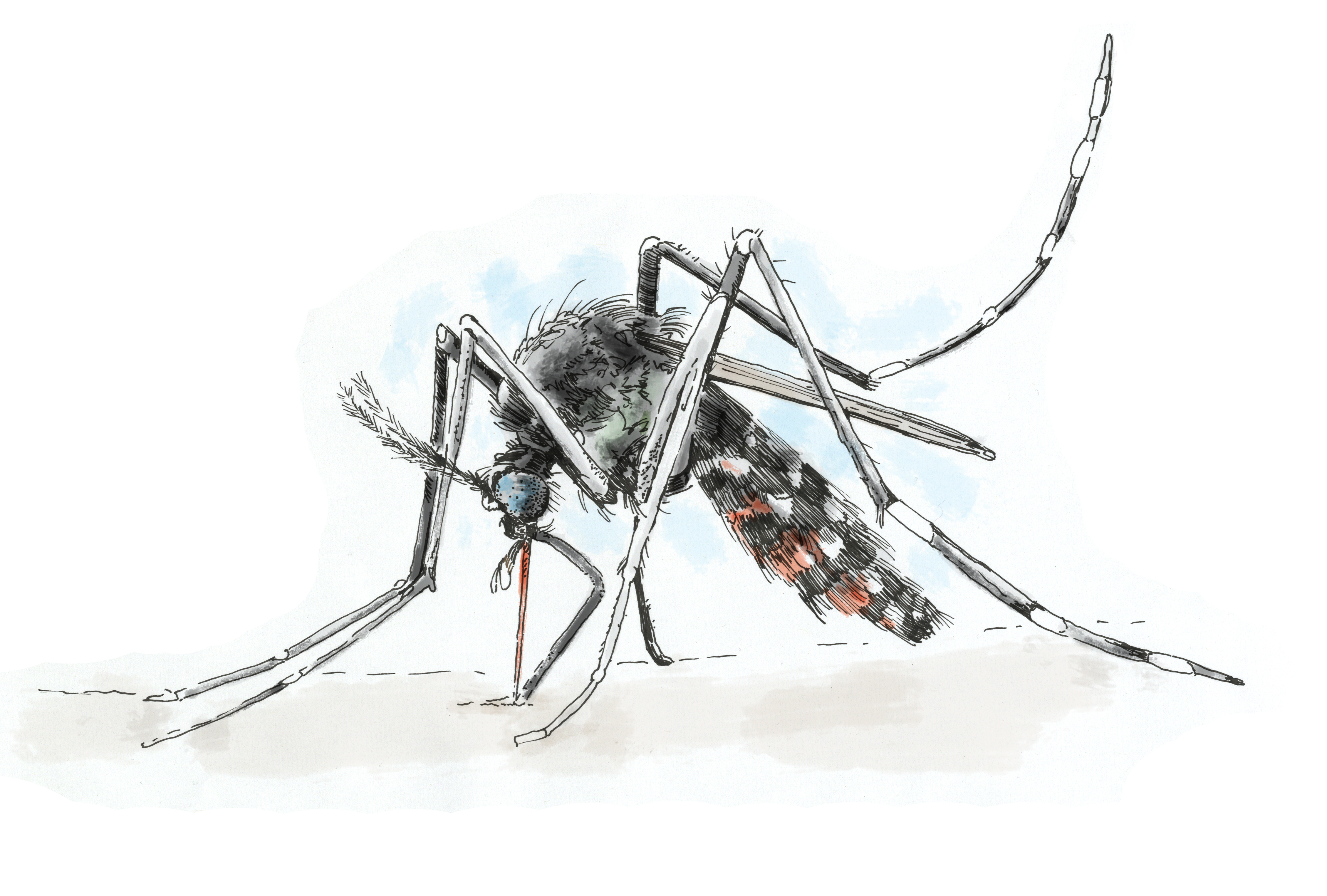Малярийная муха. Комар. Комар акварель. Комар иллюстрация. Малярийный комар рисунок.