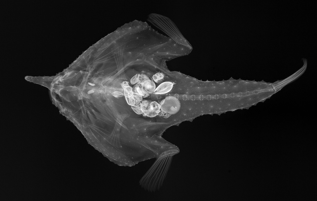 Flying Fish Skeleton BLUEGILL SUNFISH SKELETON Etsy UK